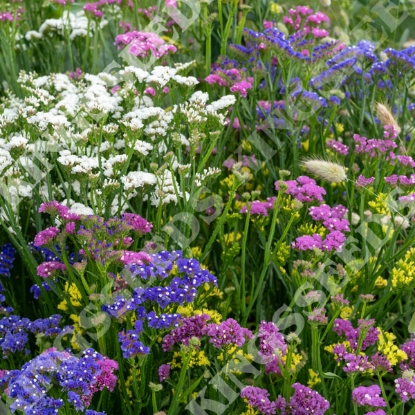 Picture of Statice - Hipster Mixed