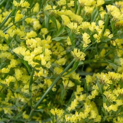 Picture of Statice - Hipster Yellow