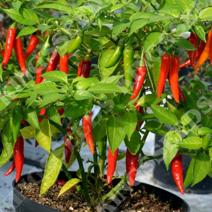 Picture of Capsicum Julio