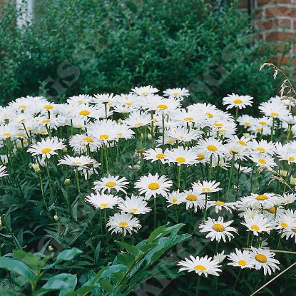 Picture of Herb Ox Eye Daisy (Leucanthemum vulgare)