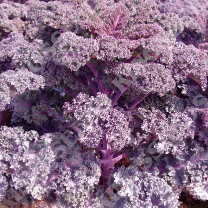Picture of Borecole Scarlet