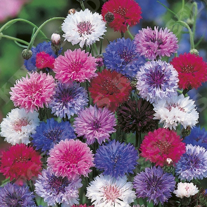 Cornflower Crown Double Strain - Mixed | Wholesale & commercial seed ...