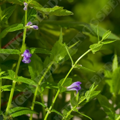 Picture of Herb Skullcap (Scutellaria Lateriflora)