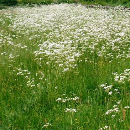 Picture of Cow Parsley (Anthriscus sylvestris)