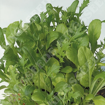 Picture of Oriental Saladini Mixed