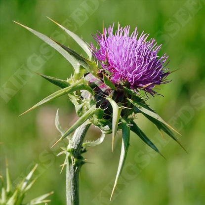 Picture of Herb Thistle Milk (Silybum Marianum)