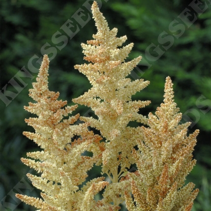 Picture of Amaranthus - Autumn Touch