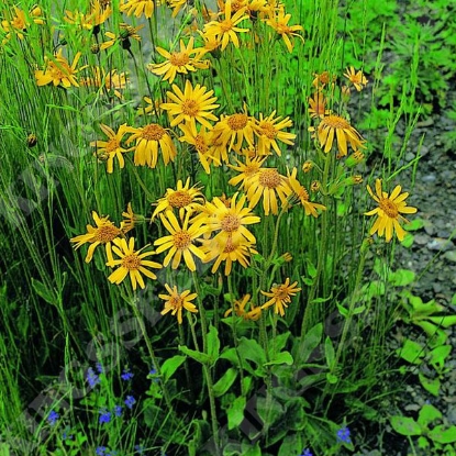 Picture of Arnica montana