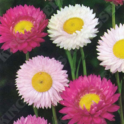 Picture of Acroclinium Grandiflorum Mixed