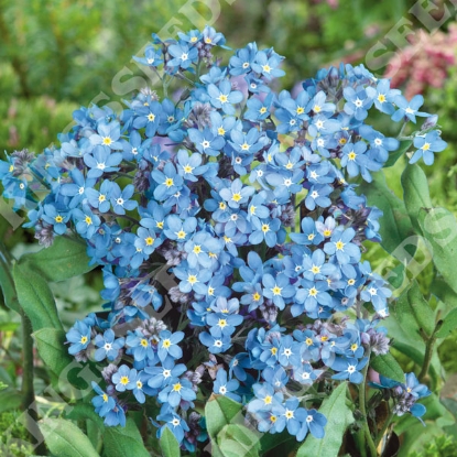 Picture of Myosotis (Forget-Me-Not) Royal Indigo Blue