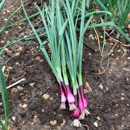Picture of Salad Onion Apache