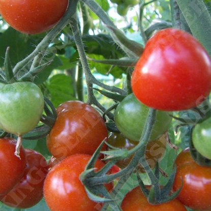 Picture of Tomato Suncherry Premium F1