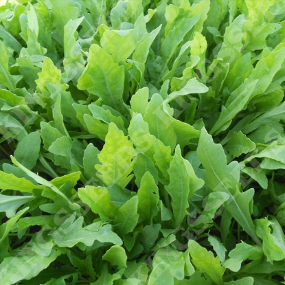 Picture of Wild Rocket Wild Fire