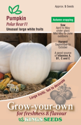 Picture of Pumpkin Polar Bear F1