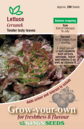 Picture of Letuce Cervanek