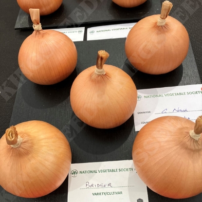Picture of Onion Bridger F1