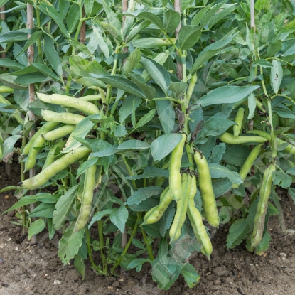 Picture of Broad Bean Luz de Otono