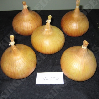 Picture of Onion Vento F1