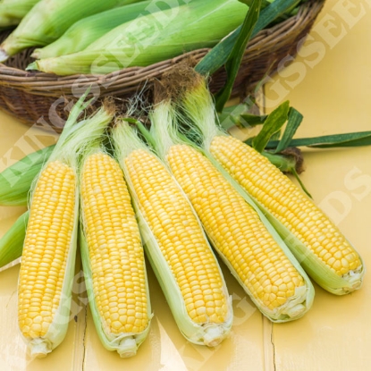 Picture of Sweet Corn Tyson F1