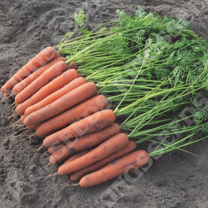 Picture of Carrot Narvik F1