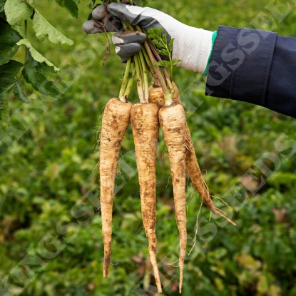Picture of Parsnip Panorama Organically Grown