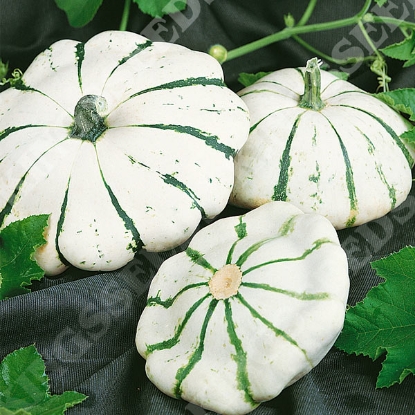 Picture of Squash Patty Pan Jaune et Vert