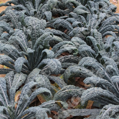 Picture of Kale Cavalo Nero Mamba F1