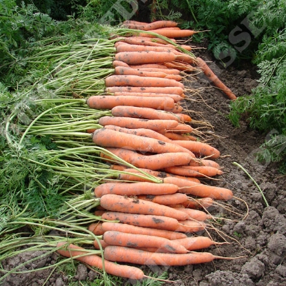 Picture of Carrot Coreo F1