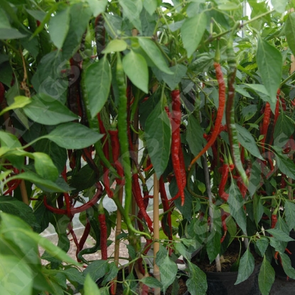 Picture of Capsicum Pepper Joe's Long Cayenne