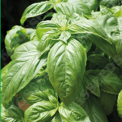 Picture of Herb Basil Fortilargero ®
