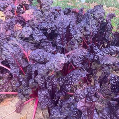 Picture of Leaf Beet Rhubarb Chard Firebird
