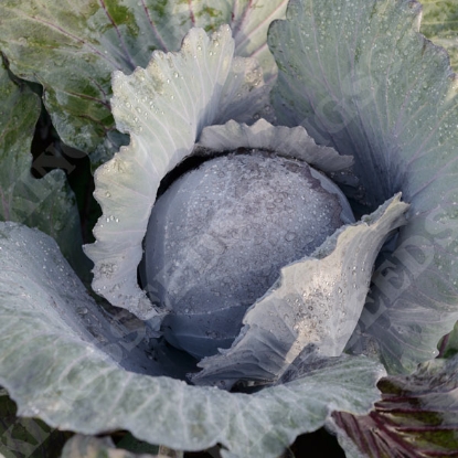 Picture of Organic Cabbage Red Cabbage Klimaro