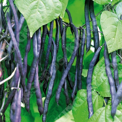 Picture of Climbing French Bean Blauhilde ORGANICALLY GROWN