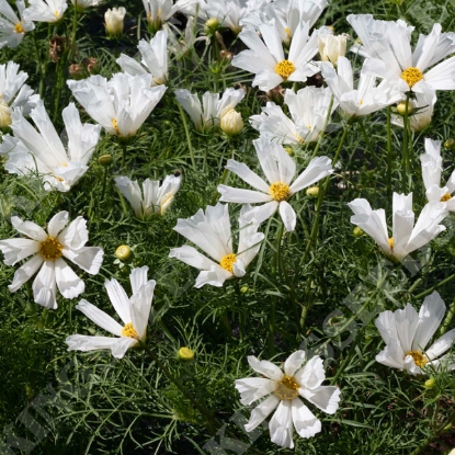 Picture of Cosmos Pinwheel White