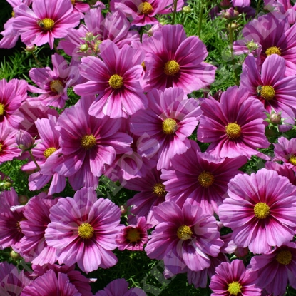 Picture of Cosmos Sorriso