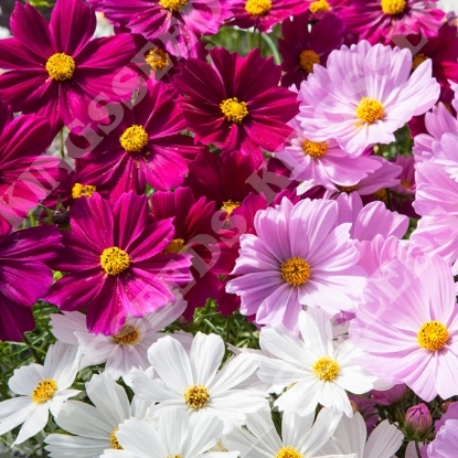 Picture of Cosmos Apollo Mixed