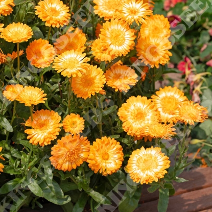 Picture of Calendula officinalis Kablouna Luna