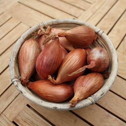 Picture of Shallots Longor - 500g net