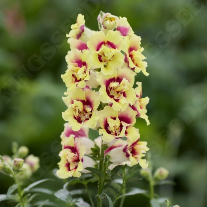 Picture of Antirrhinum Doubleshot Yellow Red Heart F1