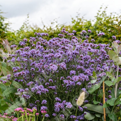 Picture of Verbena bonariensis Flair