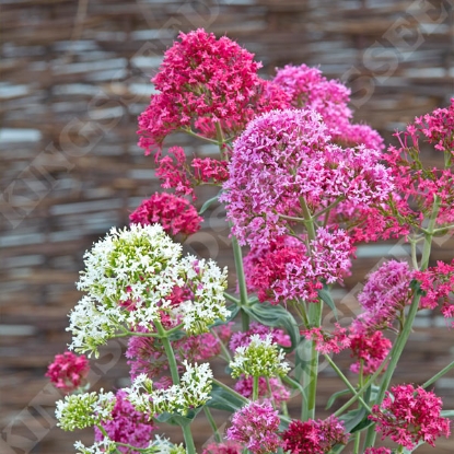 Picture of Valerian (Centranthus rubra) Pretty Betsy Mix