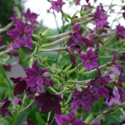 Picture of Nicotiana alata Violet Fizz