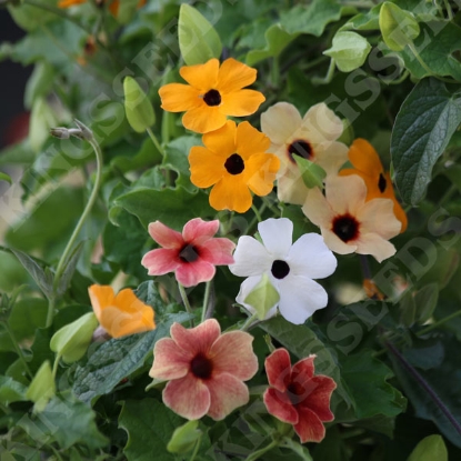 Picture of Thunbergia alata Prestige Mix