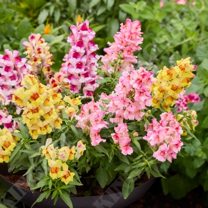 Picture of Antirrhinum Snappy Flame Mixed F1