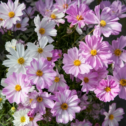 Picture of Cosmos Apollo Love Song