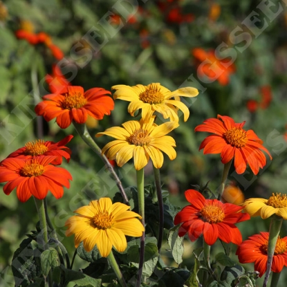 Picture of Tithonia Torch Mix
