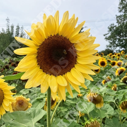 Picture of Helianthus (Sunflower) Pro Cut Peach F1