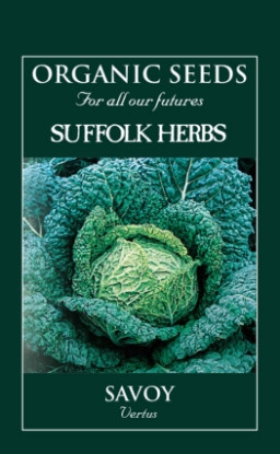 Picture of Cabbage Savoy Vertus Organic Seed