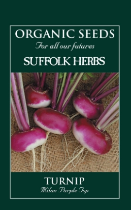Picture of Turnip  Milan Purple Organic Seed