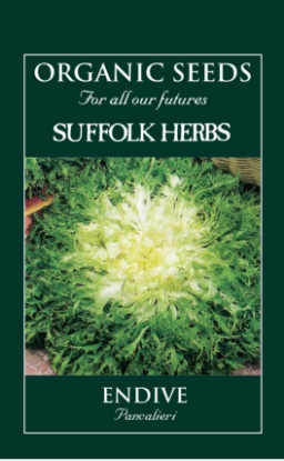Picture of Endive Pancalieri Organic Seed